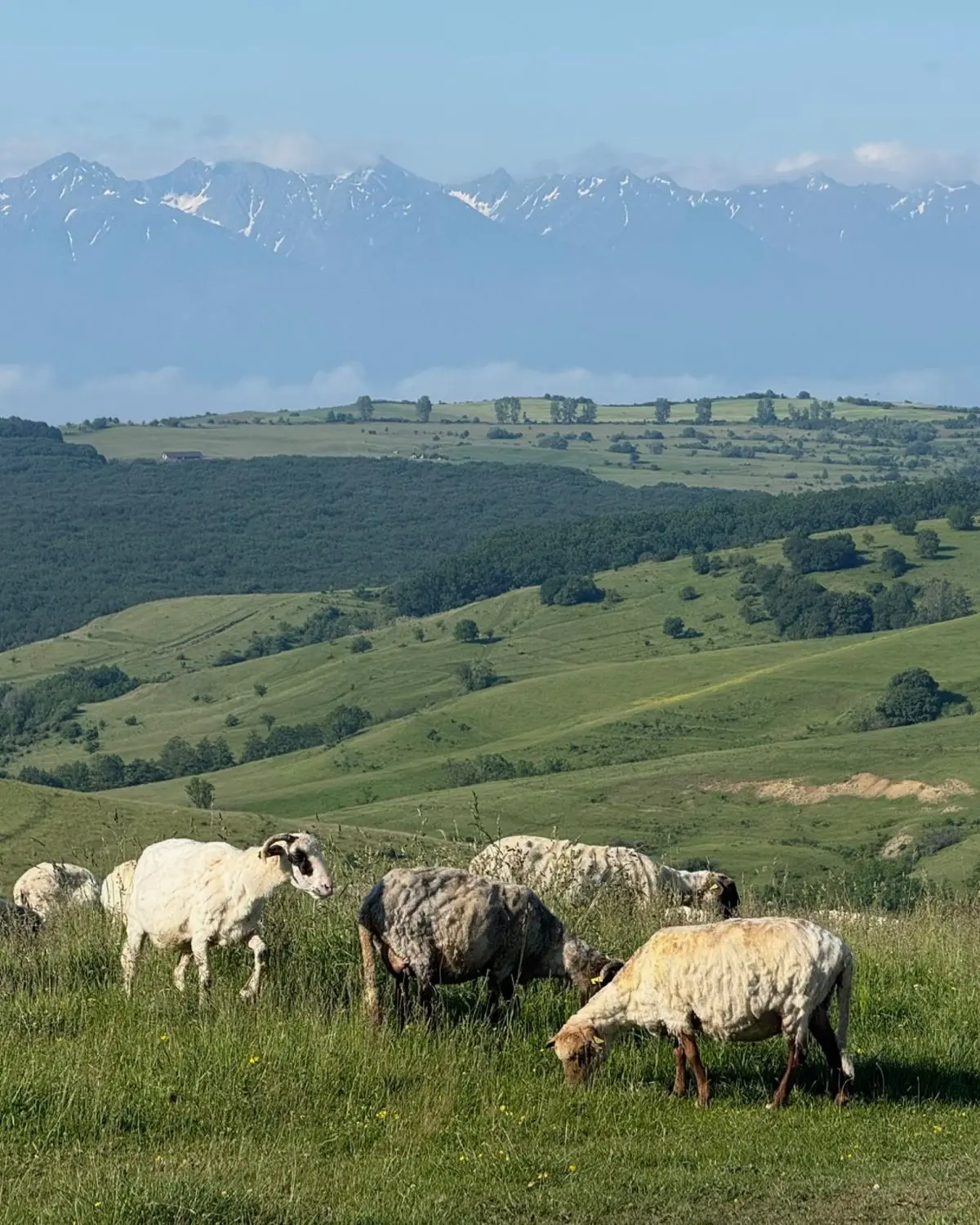 Sheep grazing on a green hillside, the snow-streaked Făgăraș mountains behind.