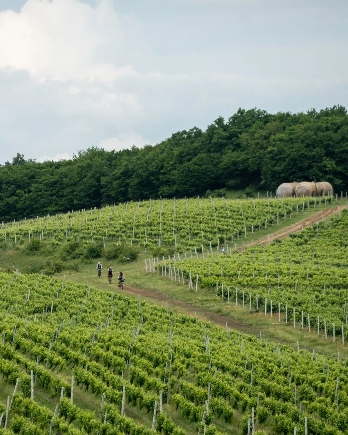 Three bikepackers riding a dirt track between rows of vines.