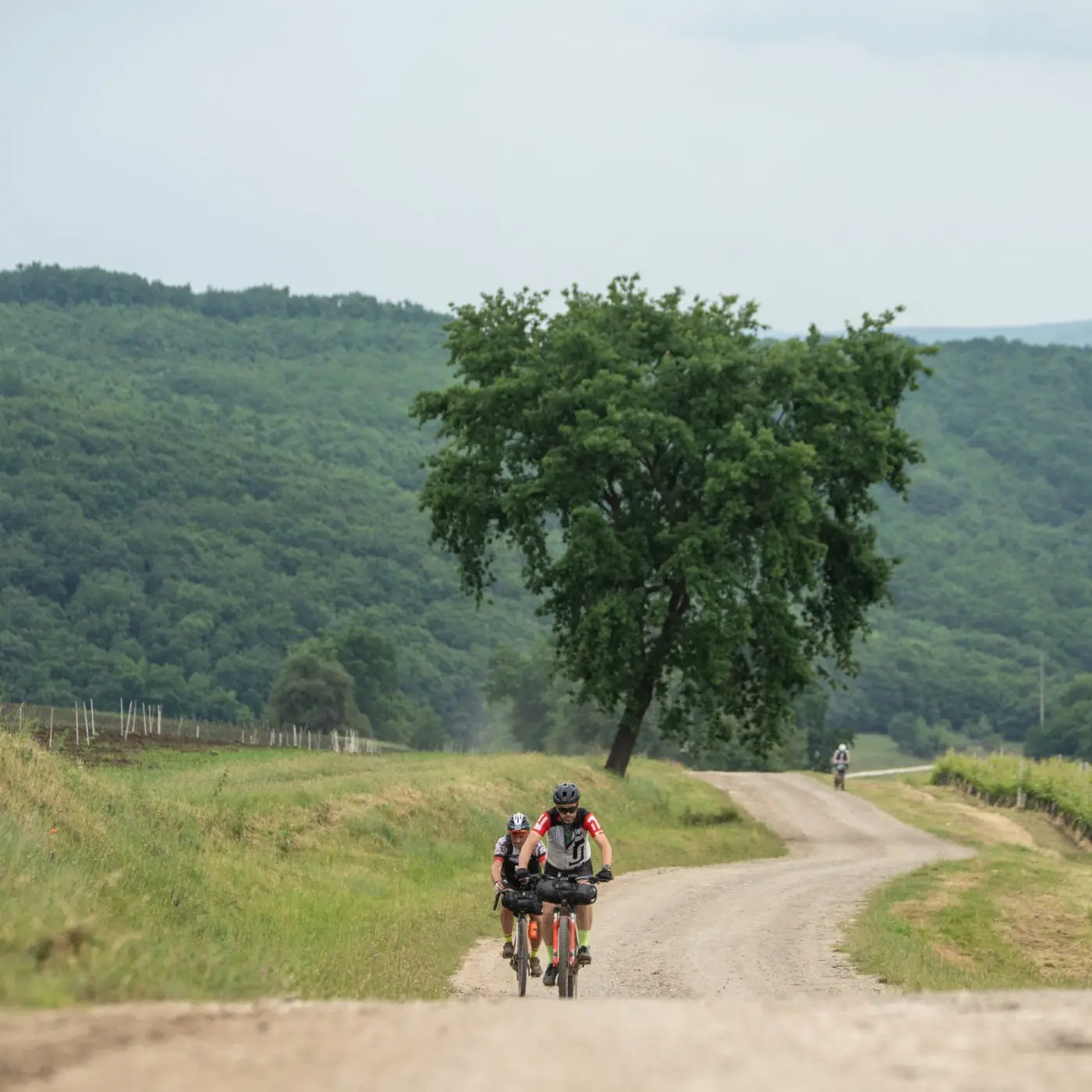Two bikepackers climbing a gravel road past a lone tree, forested hills behind.